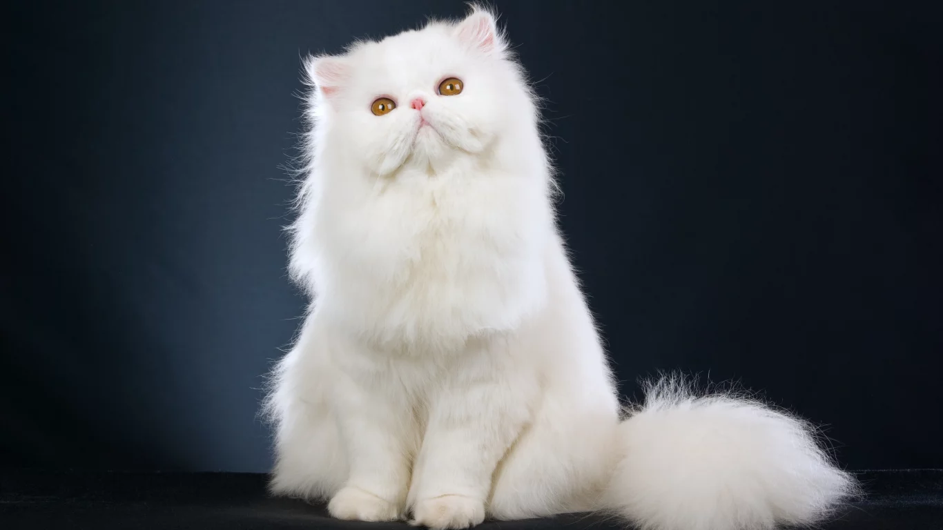 белый, kitten, Beautiful , персидский кот, persian cat, красивый, white 
