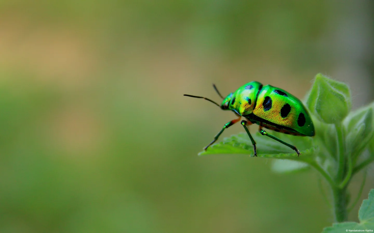 макро, Green beetle, насекомое, жук