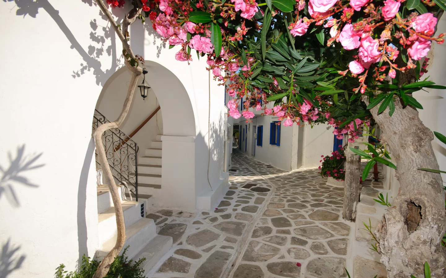 Дома, цветы, santorini, greece