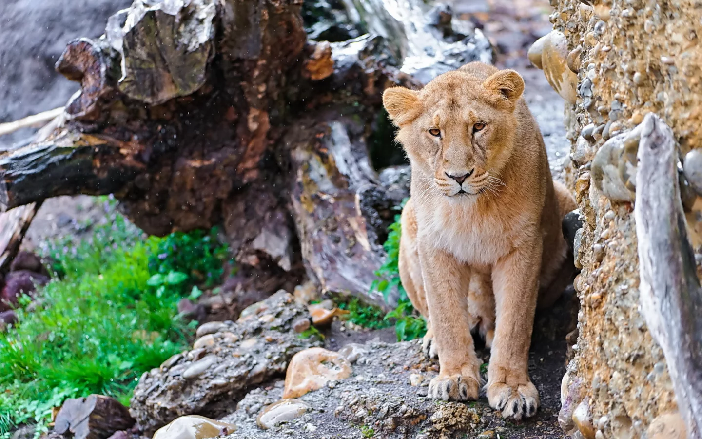пень, скала, морда, камни, взгляд, усы, lion, panthera leo, Лев