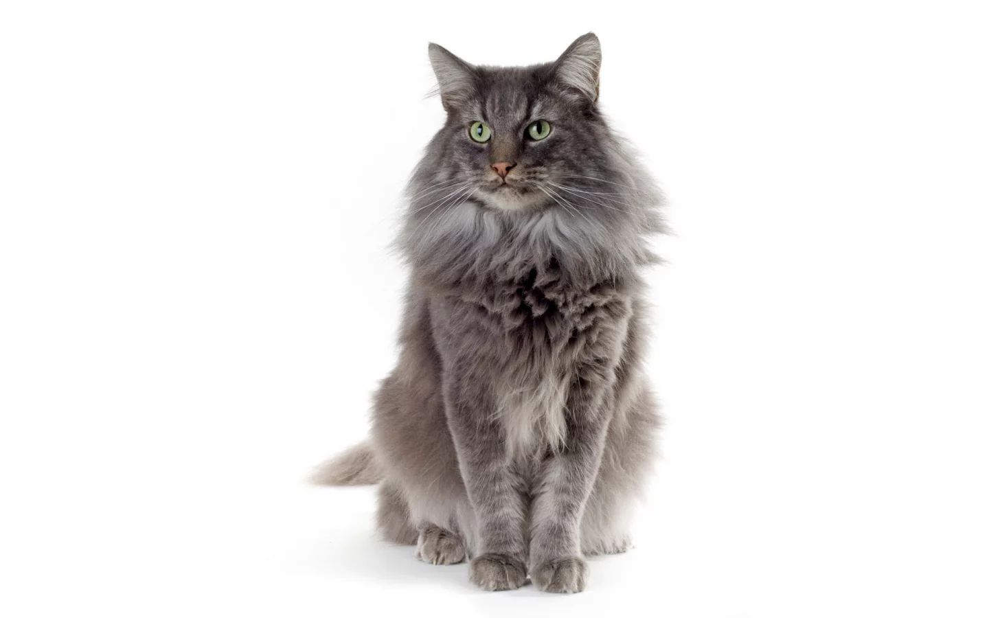 шерсть, белый, Кот, зеленые глаза, кошка, серая, фон