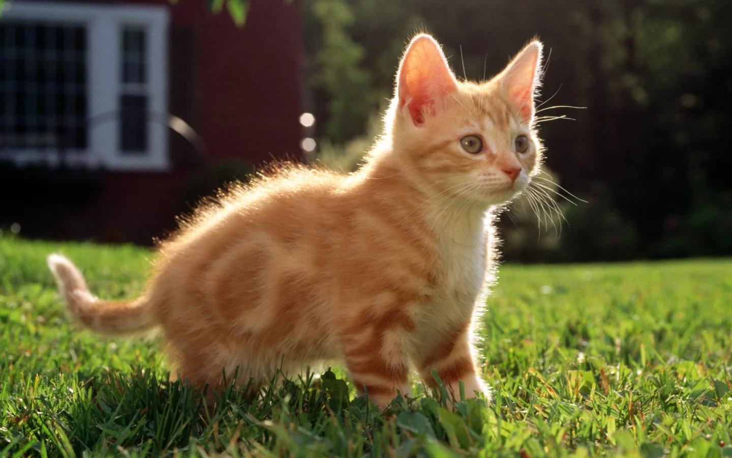 трава, котенок, дом, Cat, рыжий, кот, кошка, полосатый