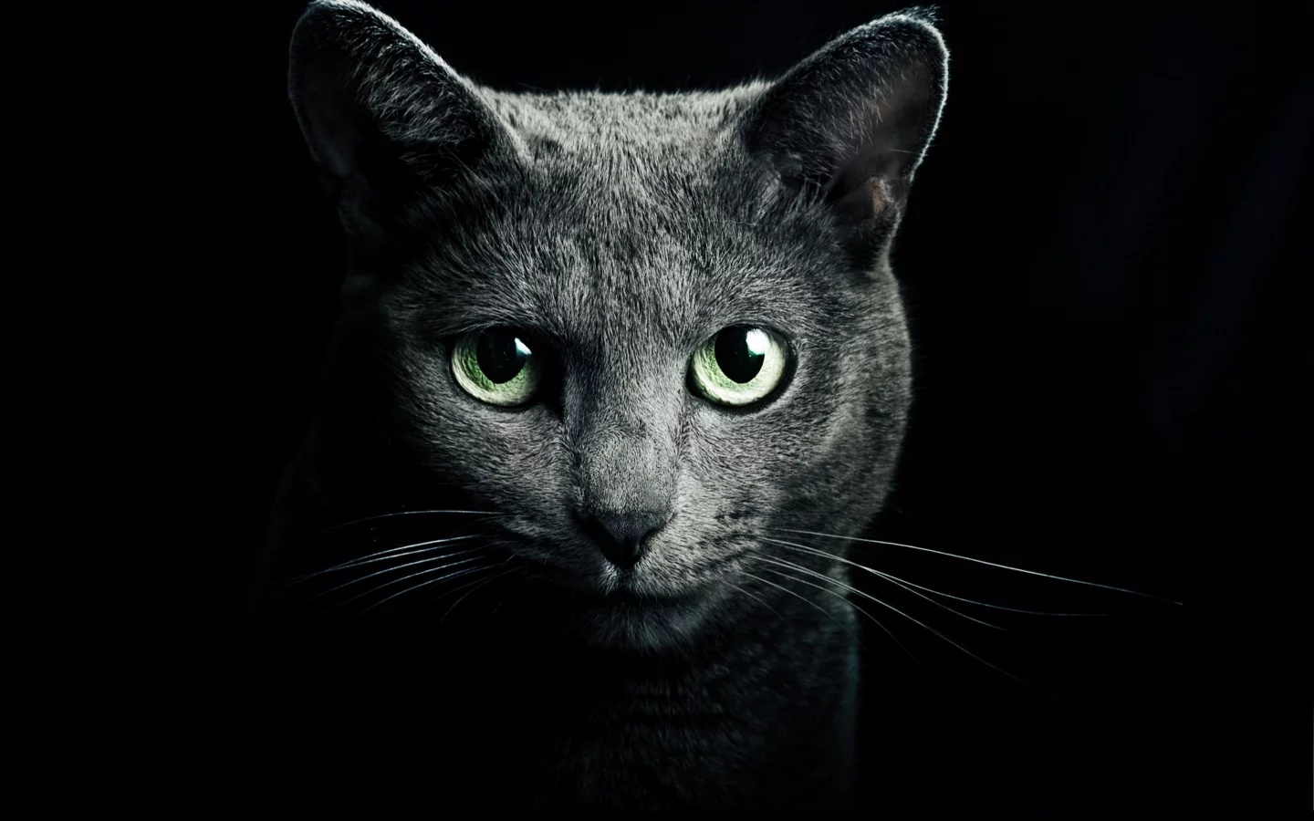 Кошка, серый, глаза, русская, голубая, порода, кот