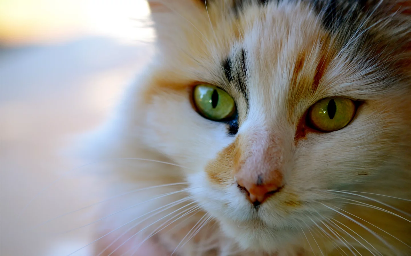 усы, кошка, морда, котэ, трехцветная, кот