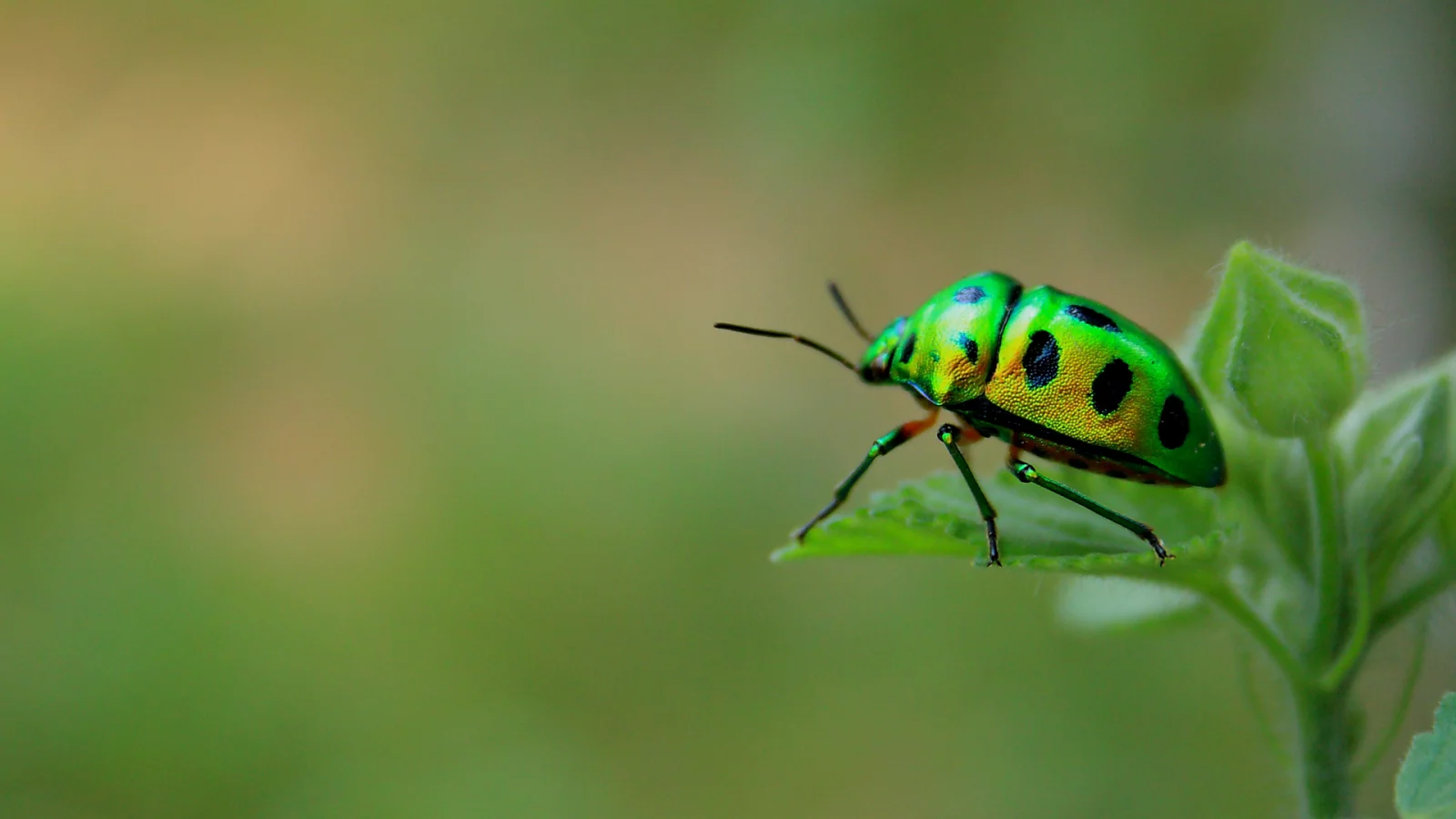 макро, Green beetle, насекомое, жук