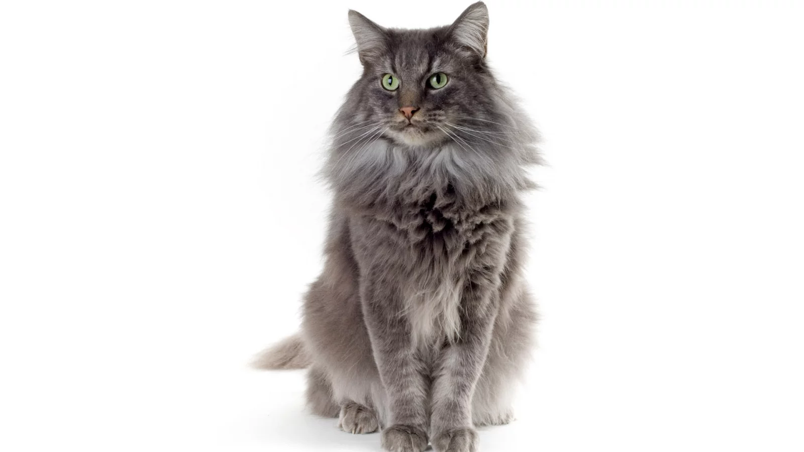 шерсть, белый, Кот, зеленые глаза, кошка, серая, фон