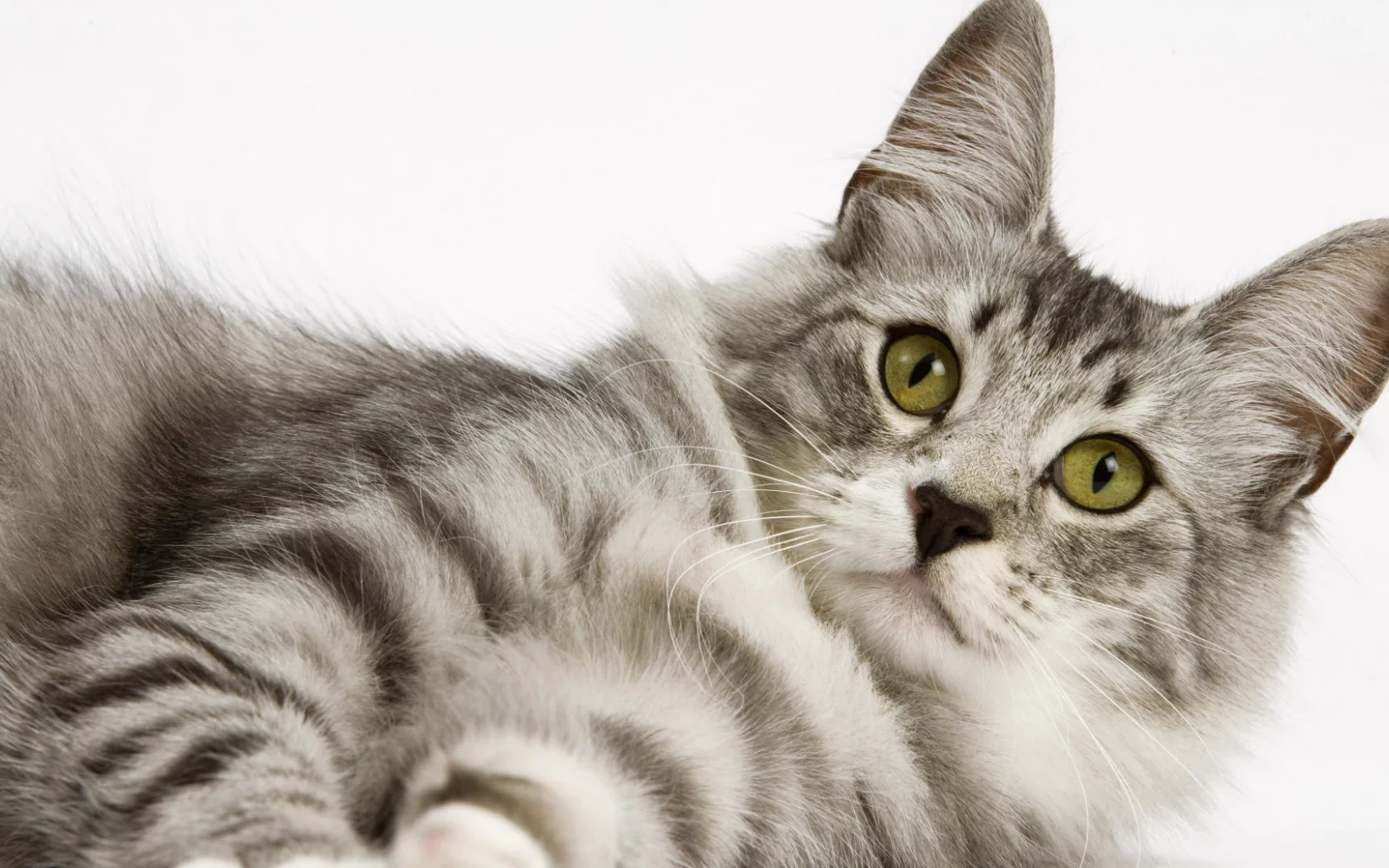cat, кот, взгляд, котэ, кот, кошка, белый фон, киска
