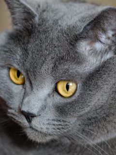 британский, кошка, британец, Кот, серый, желтые, глаза