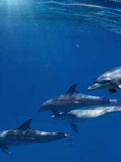 вода, дельфины, пузырьки, лучи, Море