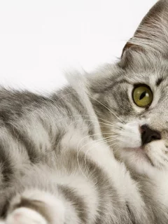 cat, кот, взгляд, котэ, кот, кошка, белый фон, киска