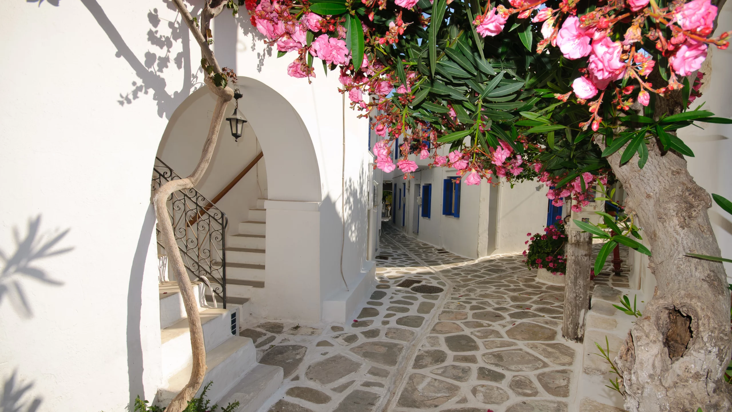 Дома, цветы, santorini, greece