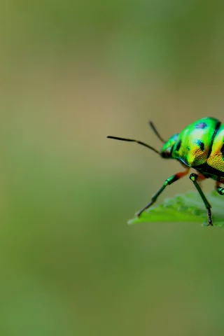 макро, Green beetle, насекомое, жук
