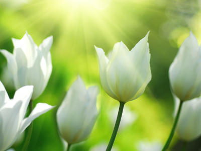 весна, свет, белые, природа, цветы, Тюльпаны