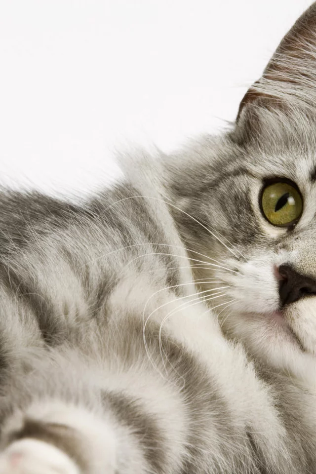 cat, кот, взгляд, котэ, кот, кошка, белый фон, киска