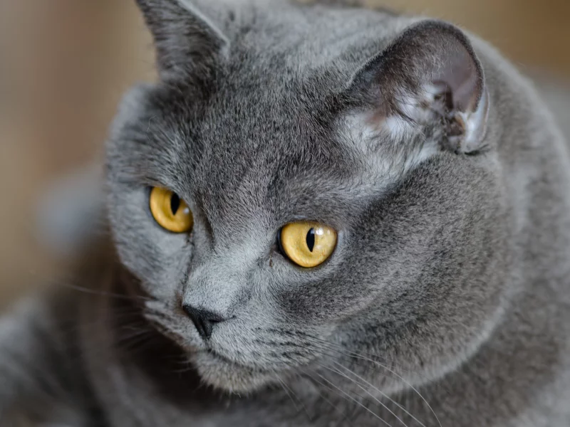 британский, кошка, британец, Кот, серый, желтые, глаза