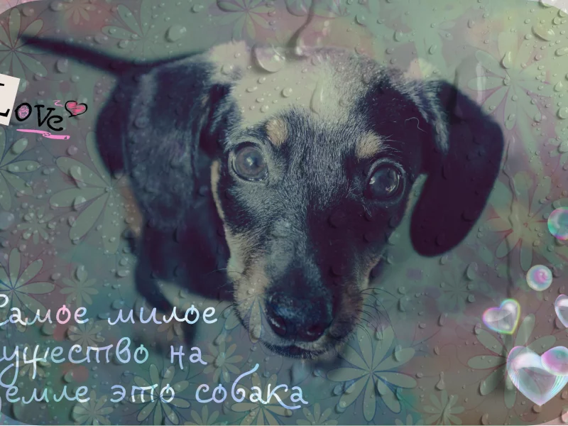 Собака, капли воды, пузыри