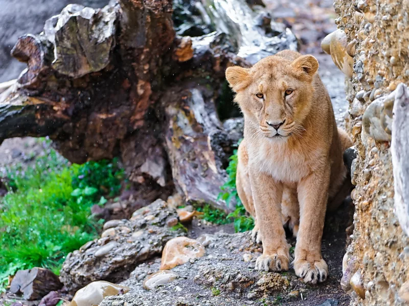пень, скала, морда, камни, взгляд, усы, lion, panthera leo, Лев