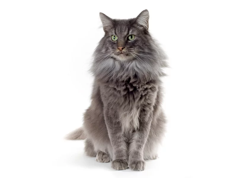 шерсть, белый, Кот, зеленые глаза, кошка, серая, фон