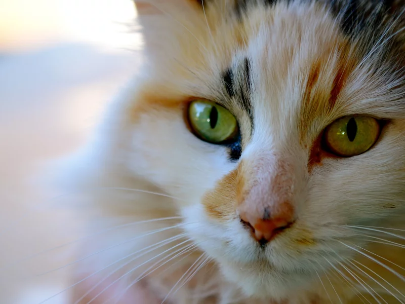 усы, кошка, морда, котэ, трехцветная, кот
