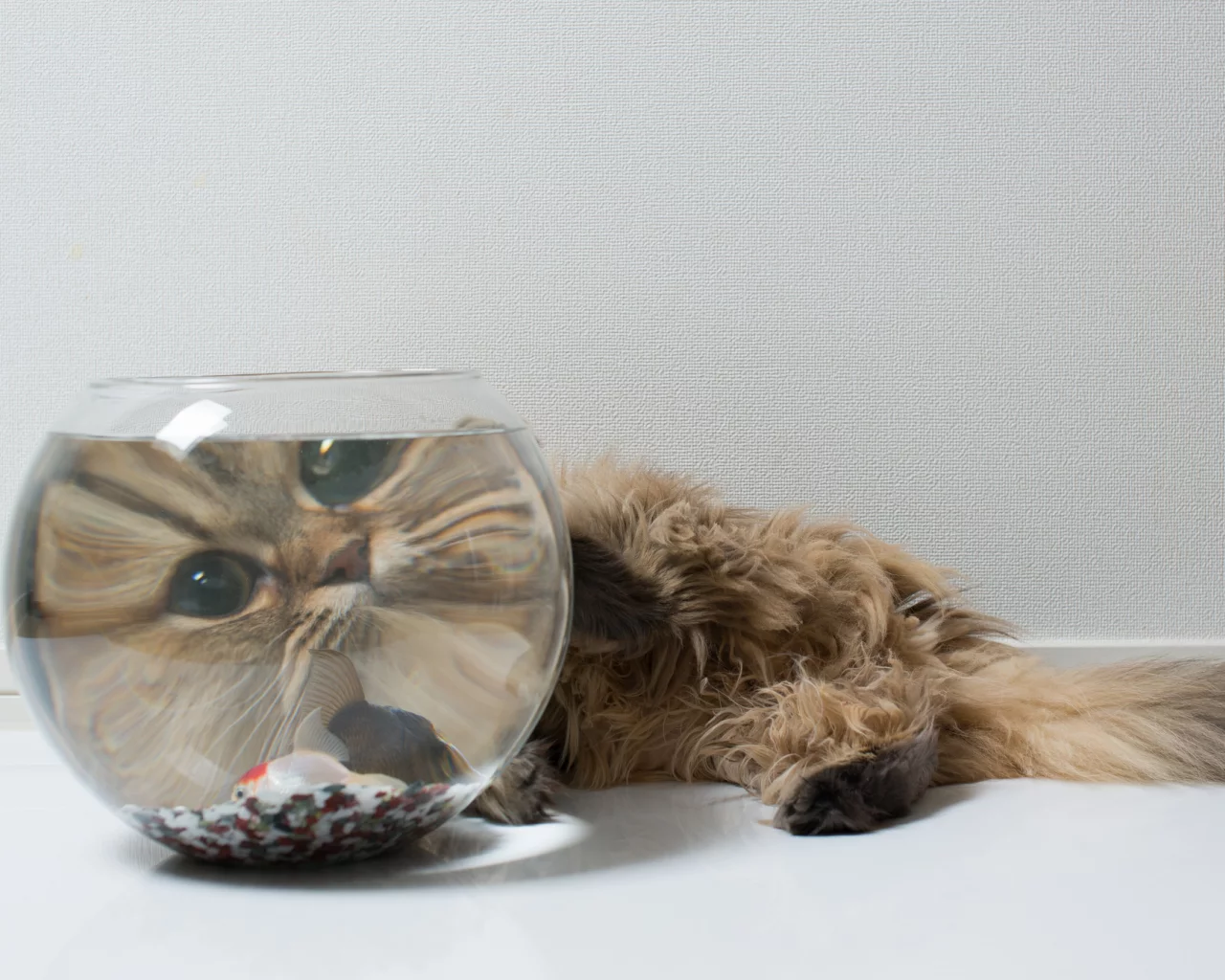 рыбка, морда, daisy, аквариум, benjamin torode, ben torode, кошка