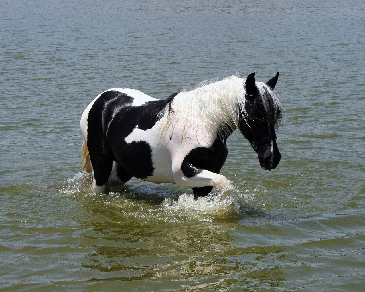 окраска, белый, вода, лошадь, грива, чёрный, хвост