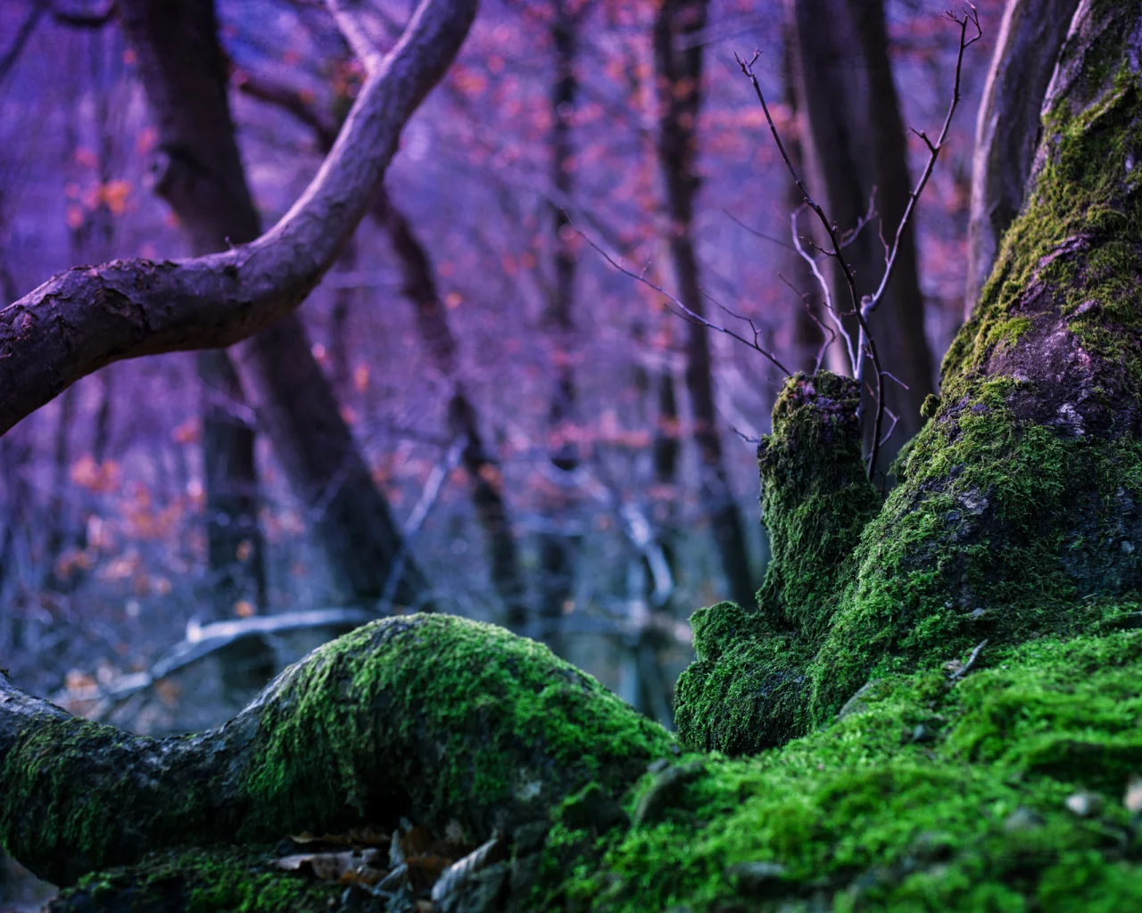 дерево, rebekka plies photography, лес, мох, природа, магия, деревья