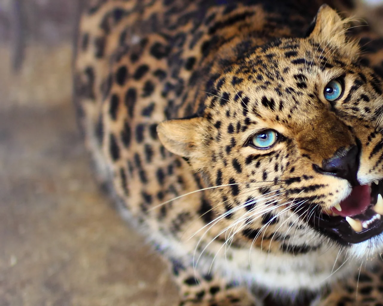 леопард, хищник, любопытство, морда, оскал, leopard