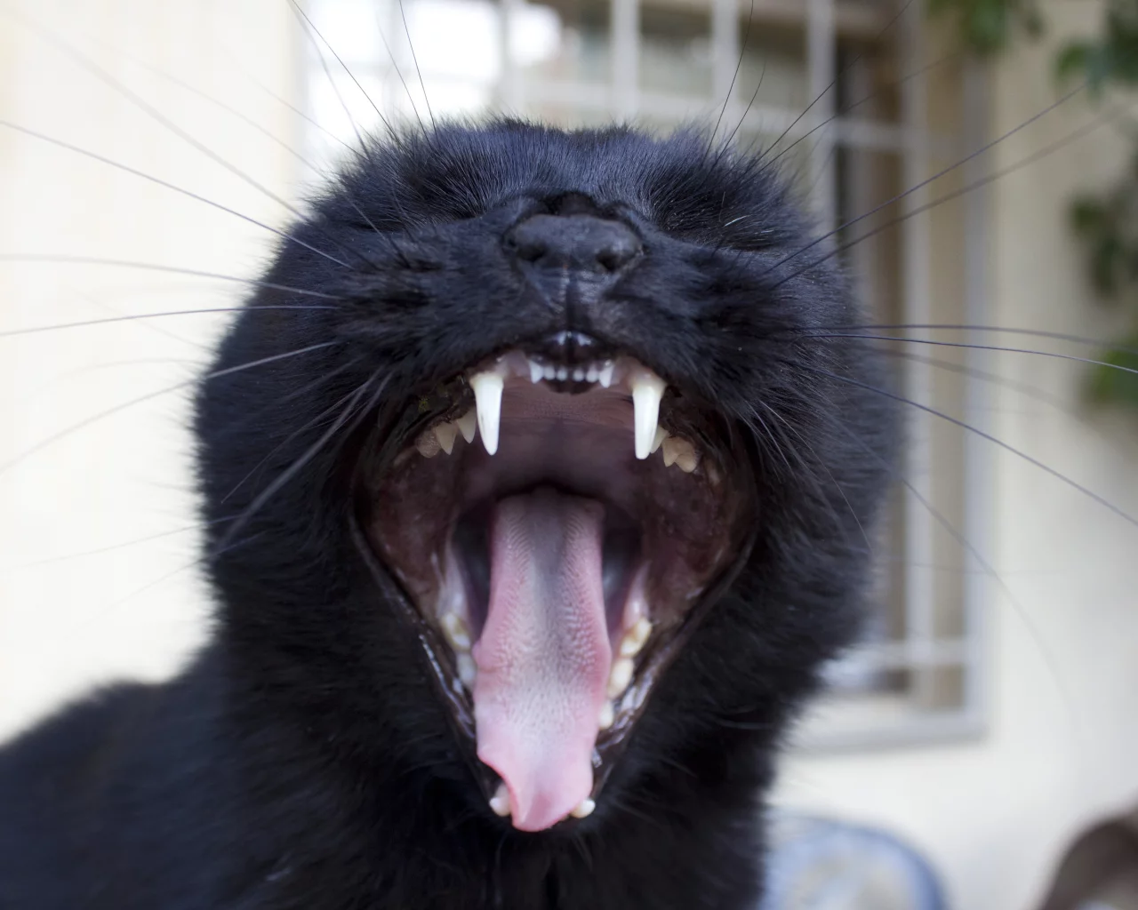 котяра, заразительно, гад, зевает