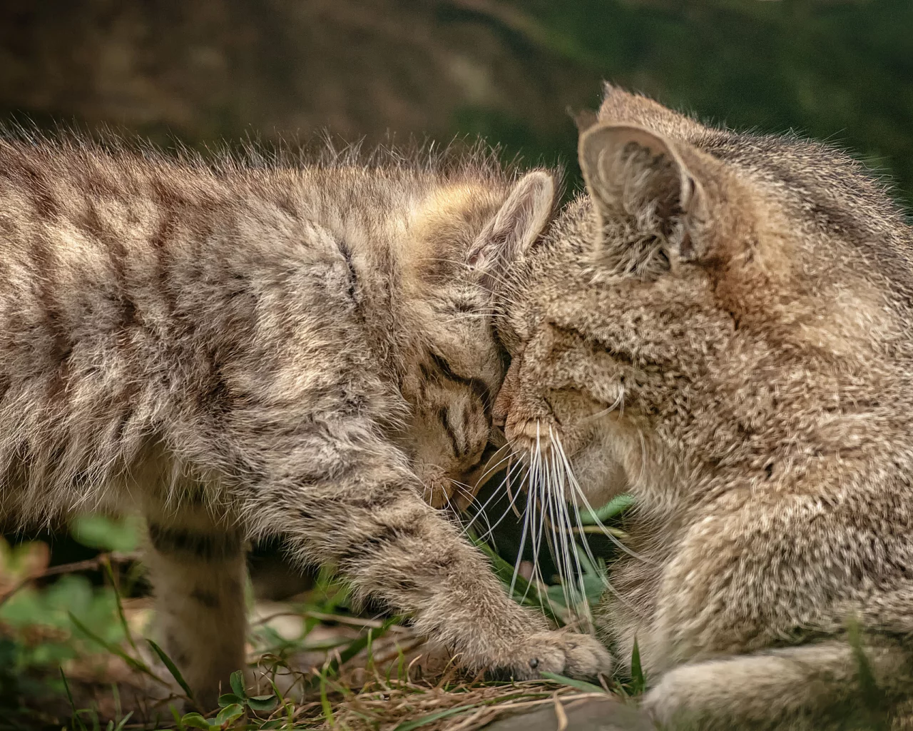 котёнок, ласка, дикая кошка, материнство