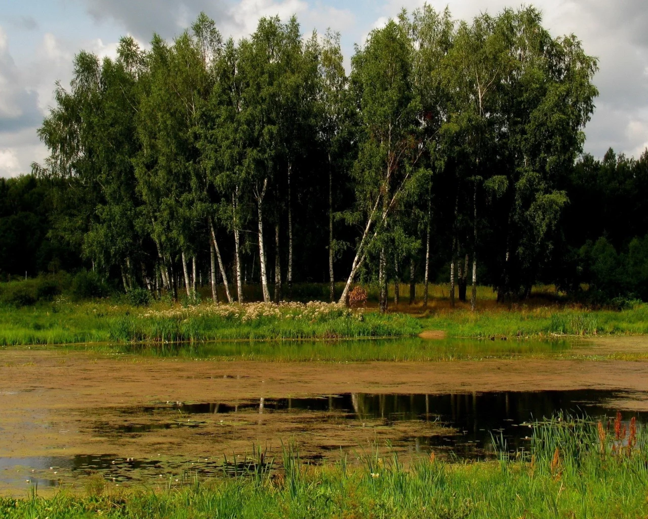 болото, пейзаж, деревя, лес, березы, трава, тучи, берег
