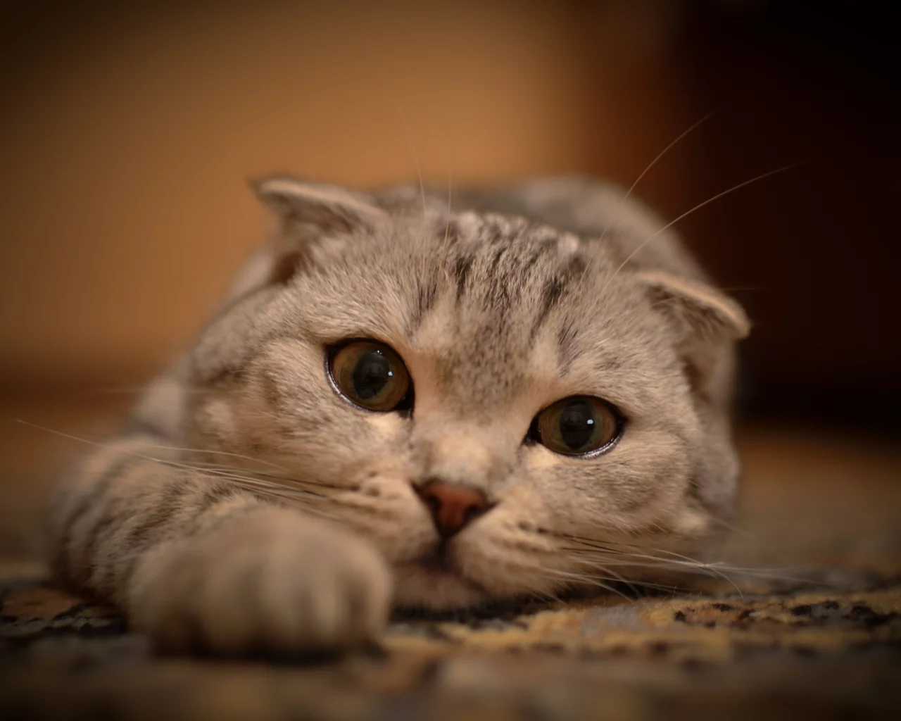 кошка, вытянулась, кот, взгляд, лежит, глаза, усы