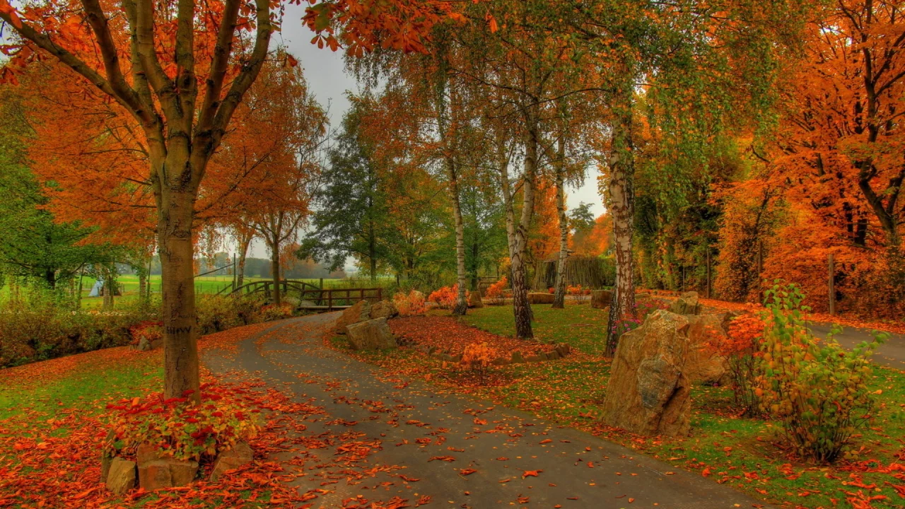 мостик, парк, березы, листья, осень