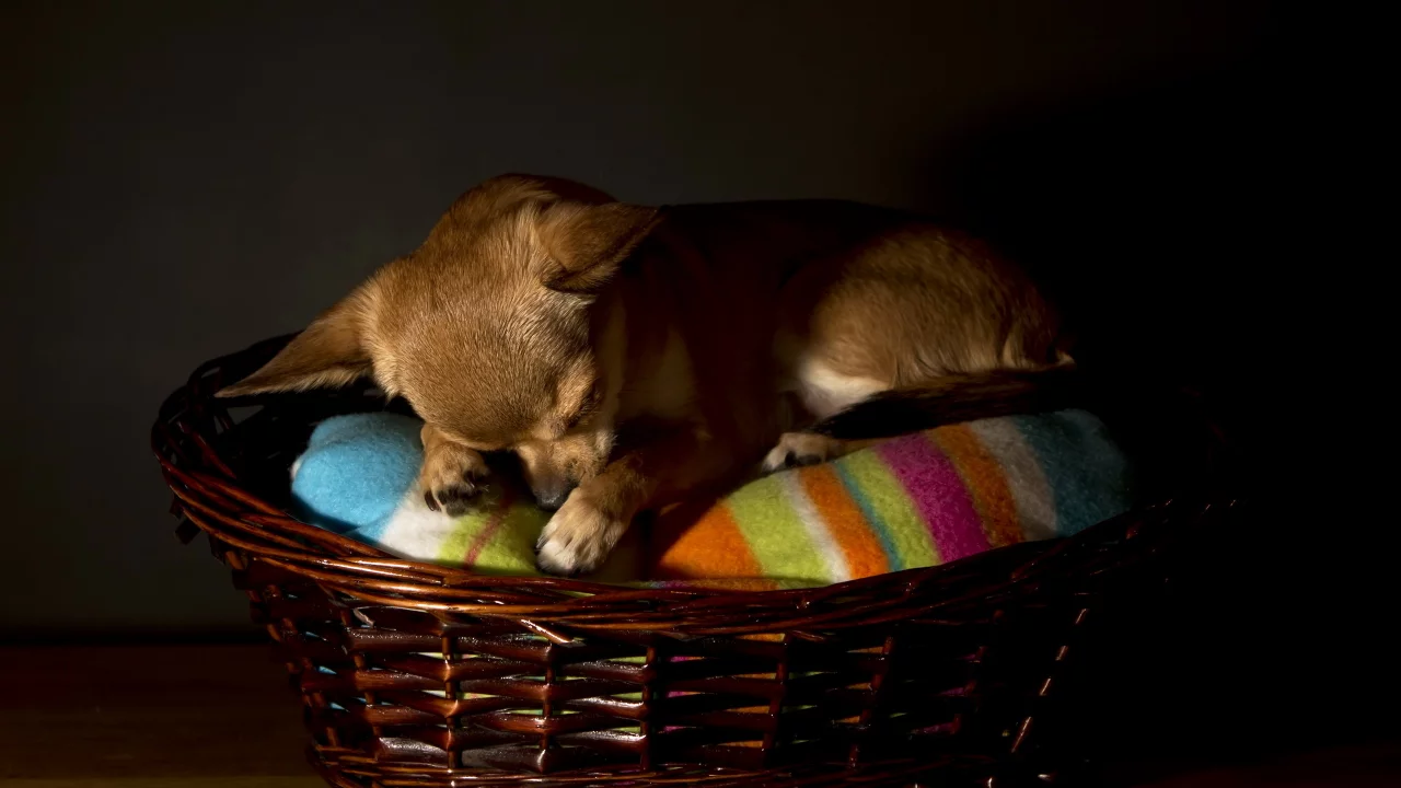 chihuahua, собака, дом