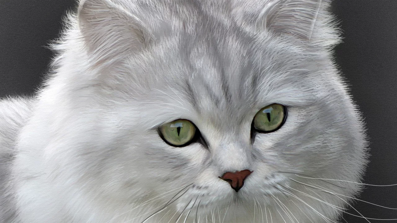 британская длинношерстная, кошка, кот