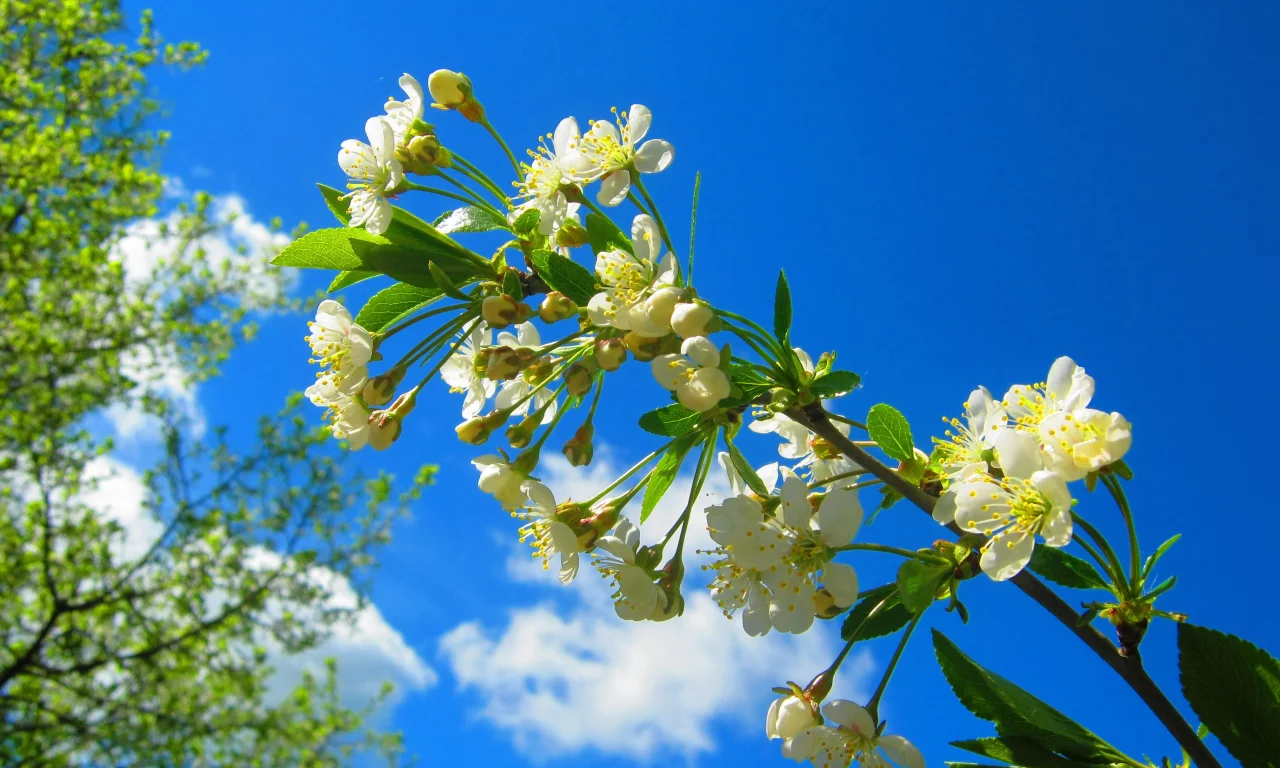 ветка, весна, цветение, blossom, вишня