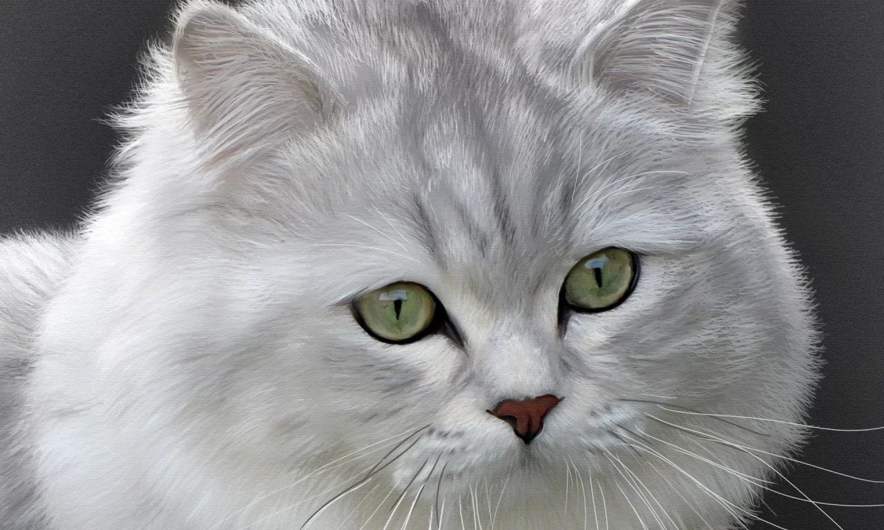 британская длинношерстная, кошка, кот