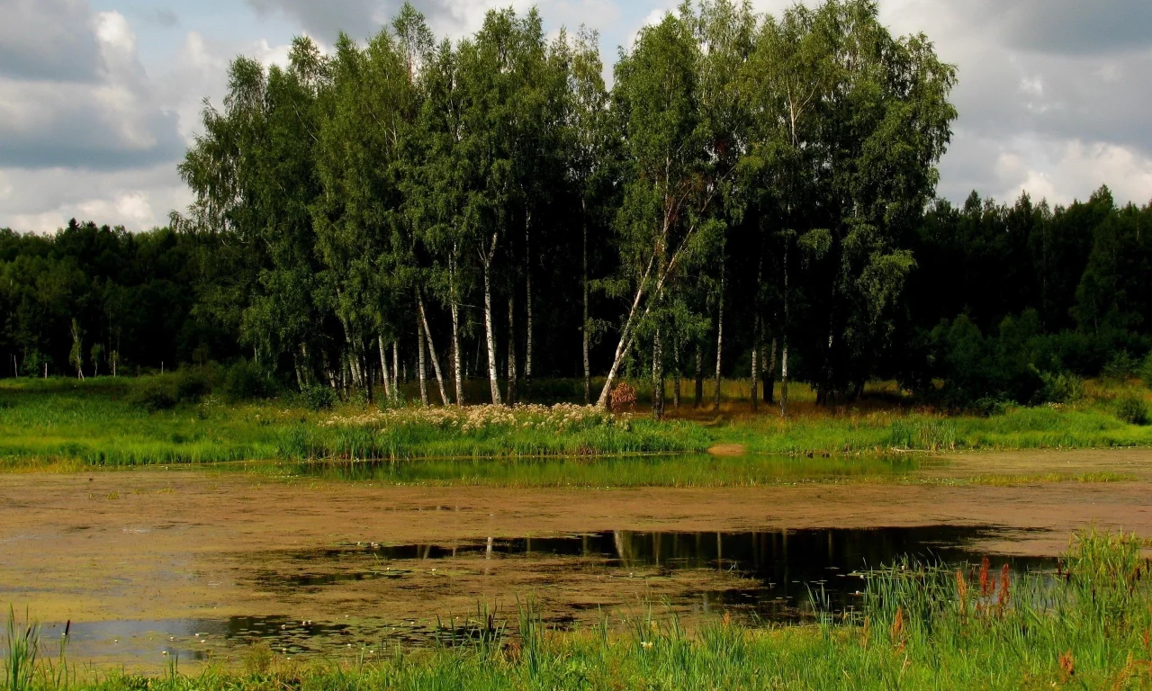 болото, пейзаж, деревя, лес, березы, трава, тучи, берег