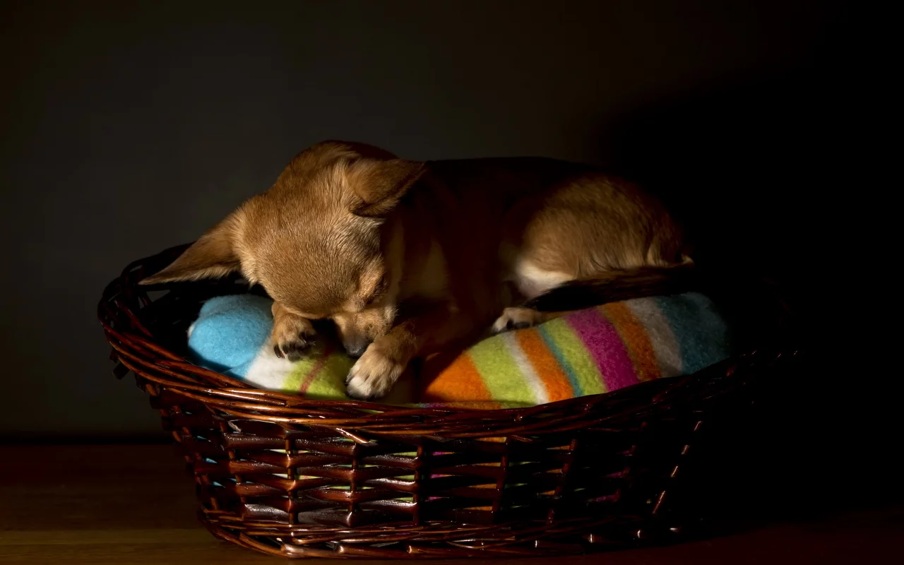chihuahua, собака, дом