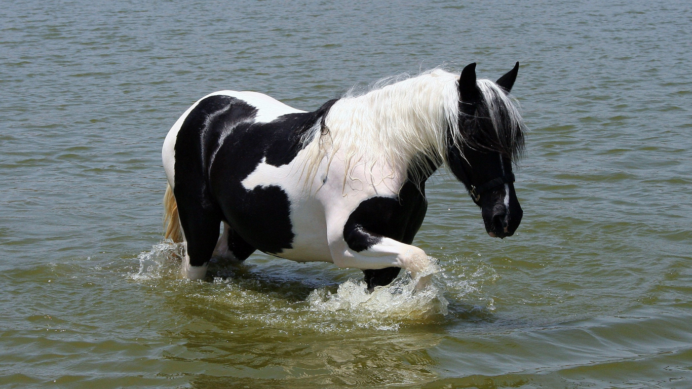 окраска, белый, вода, лошадь, грива, чёрный, хвост
