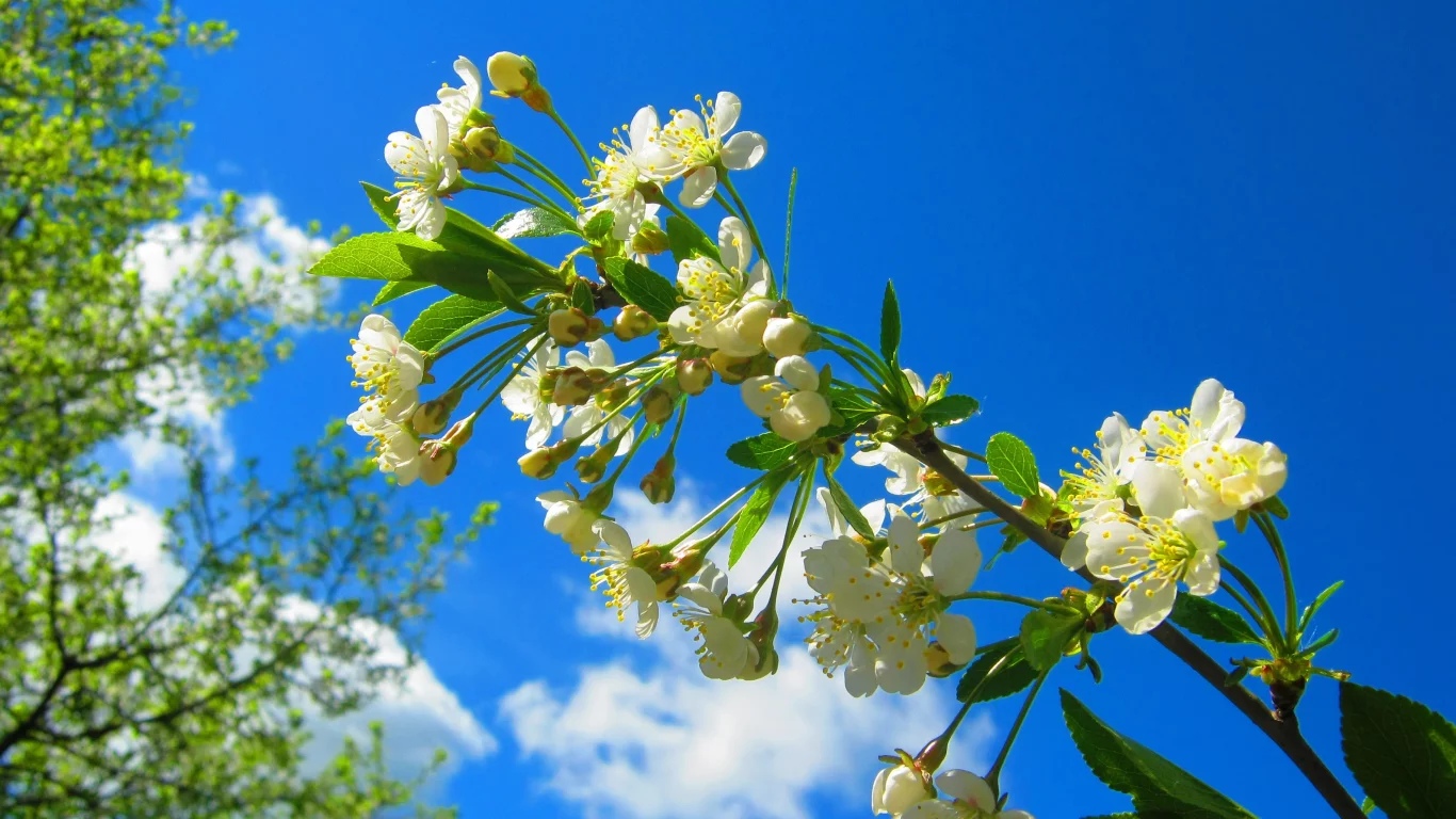 ветка, весна, цветение, blossom, вишня