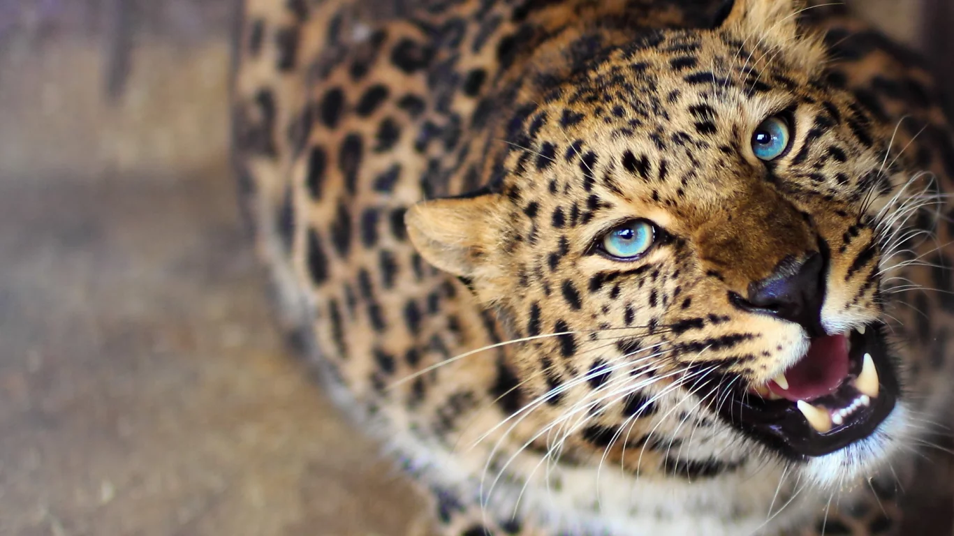 леопард, хищник, любопытство, морда, оскал, leopard