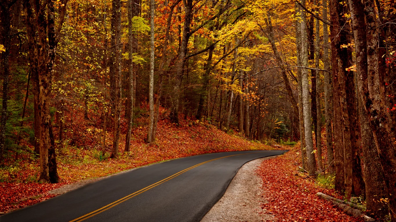 forest, autumn, nature, trees, park, лес, листья, walk, leaves, деревья, hdr
