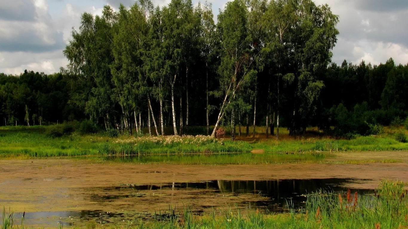 болото, пейзаж, деревя, лес, березы, трава, тучи, берег