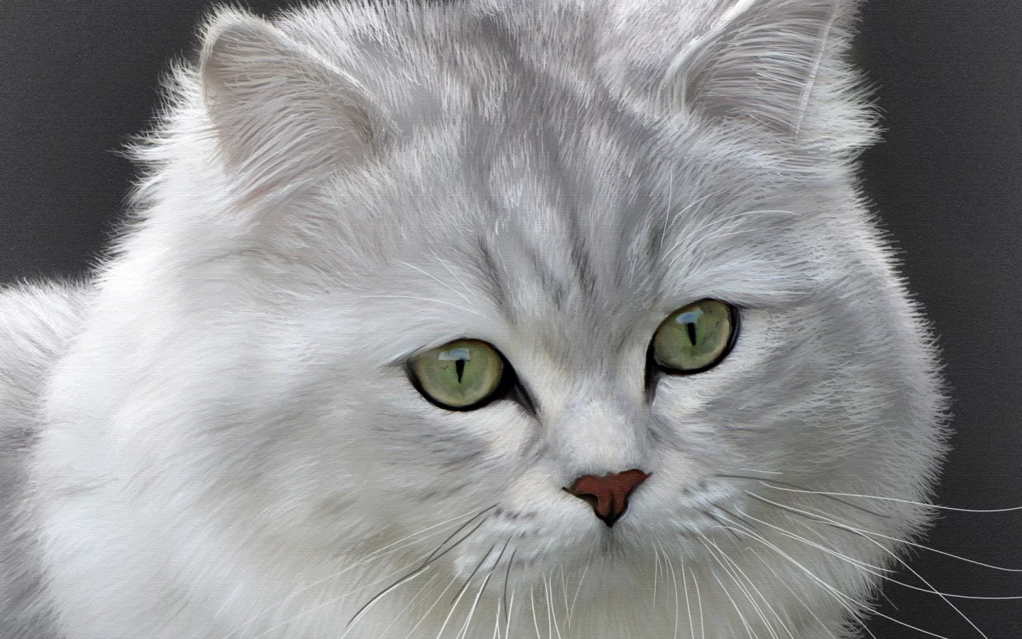 британская длинношерстная, кошка, кот