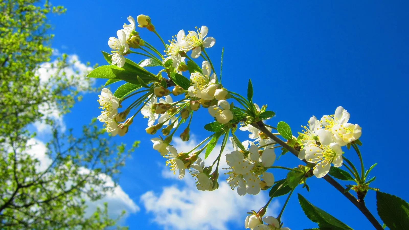 ветка, весна, цветение, blossom, вишня