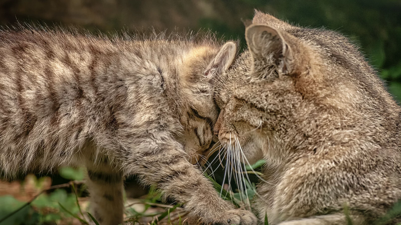 котёнок, ласка, дикая кошка, материнство