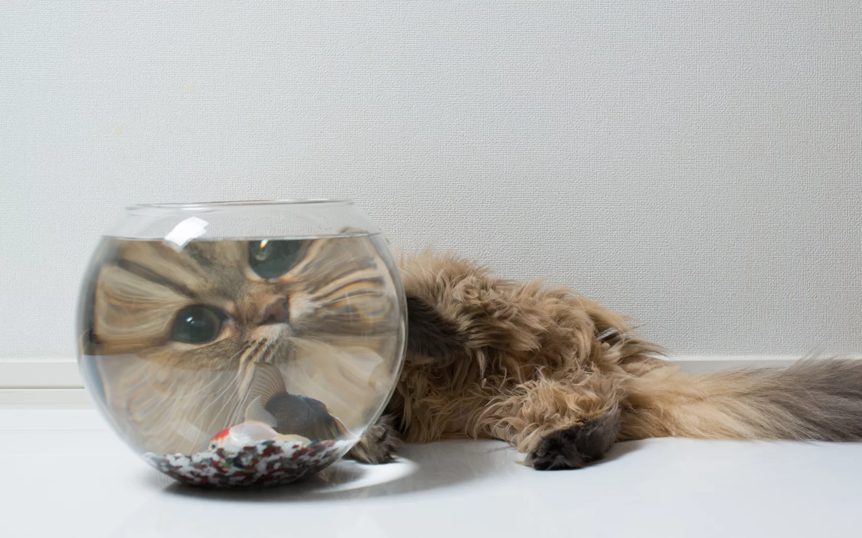рыбка, морда, daisy, аквариум, benjamin torode, ben torode, кошка