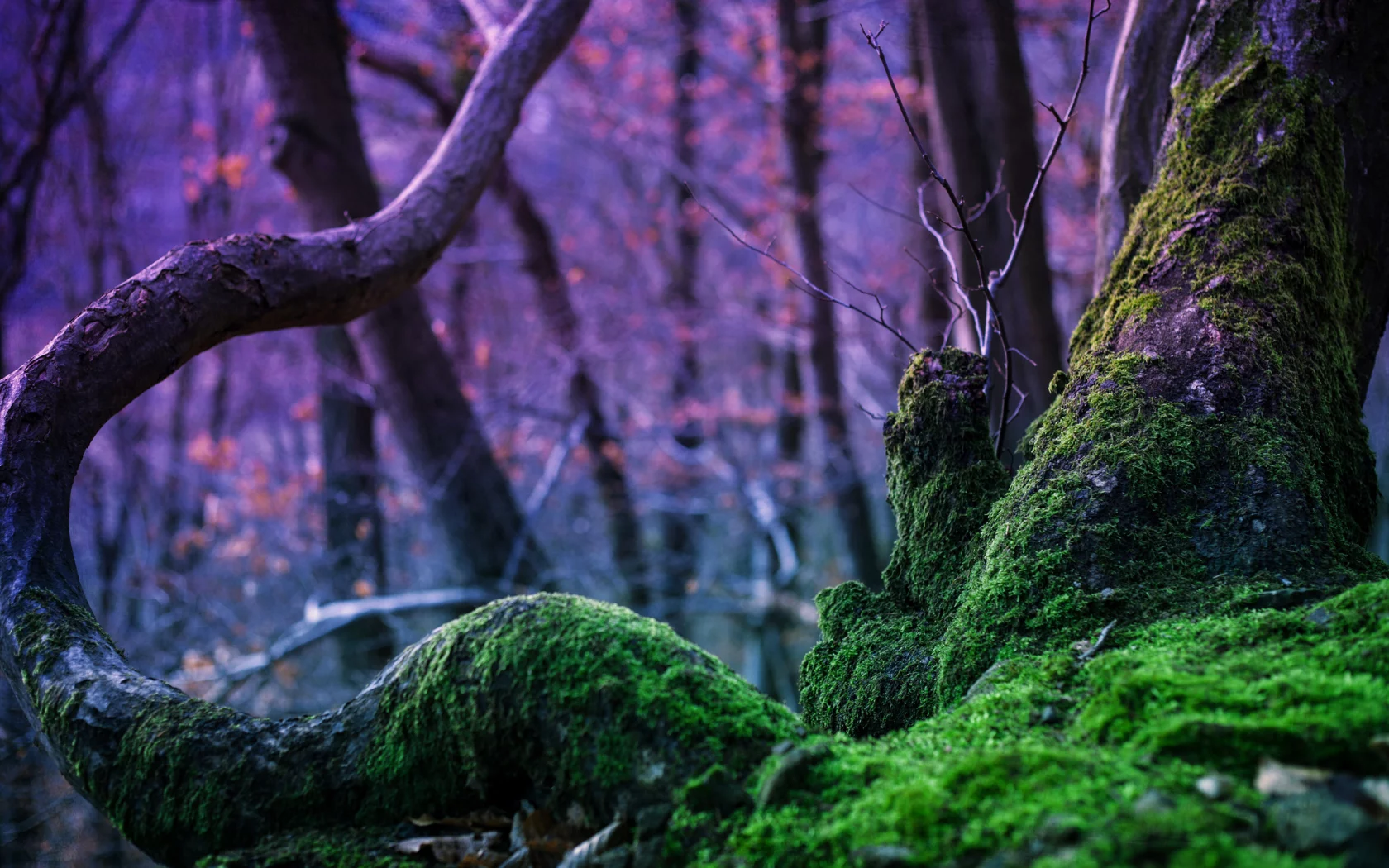 дерево, rebekka plies photography, лес, мох, природа, магия, деревья