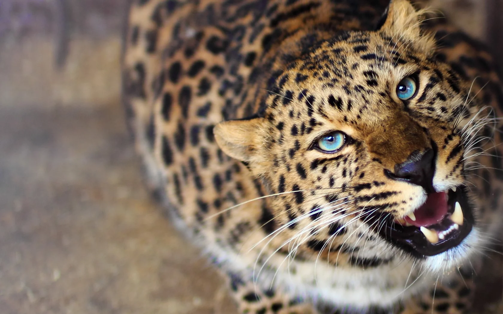 леопард, хищник, любопытство, морда, оскал, leopard