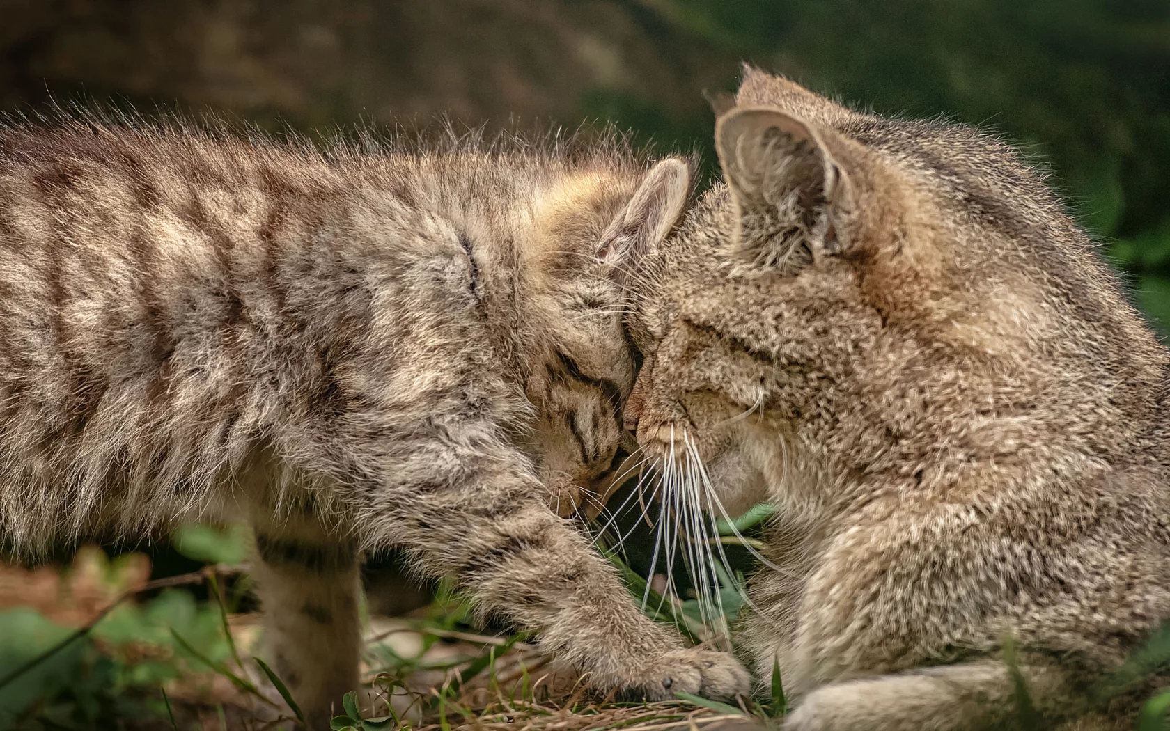 котёнок, ласка, дикая кошка, материнство